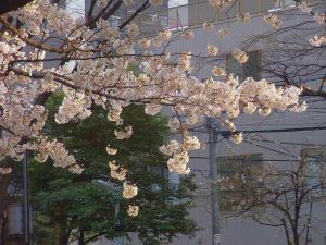 池袋の桜