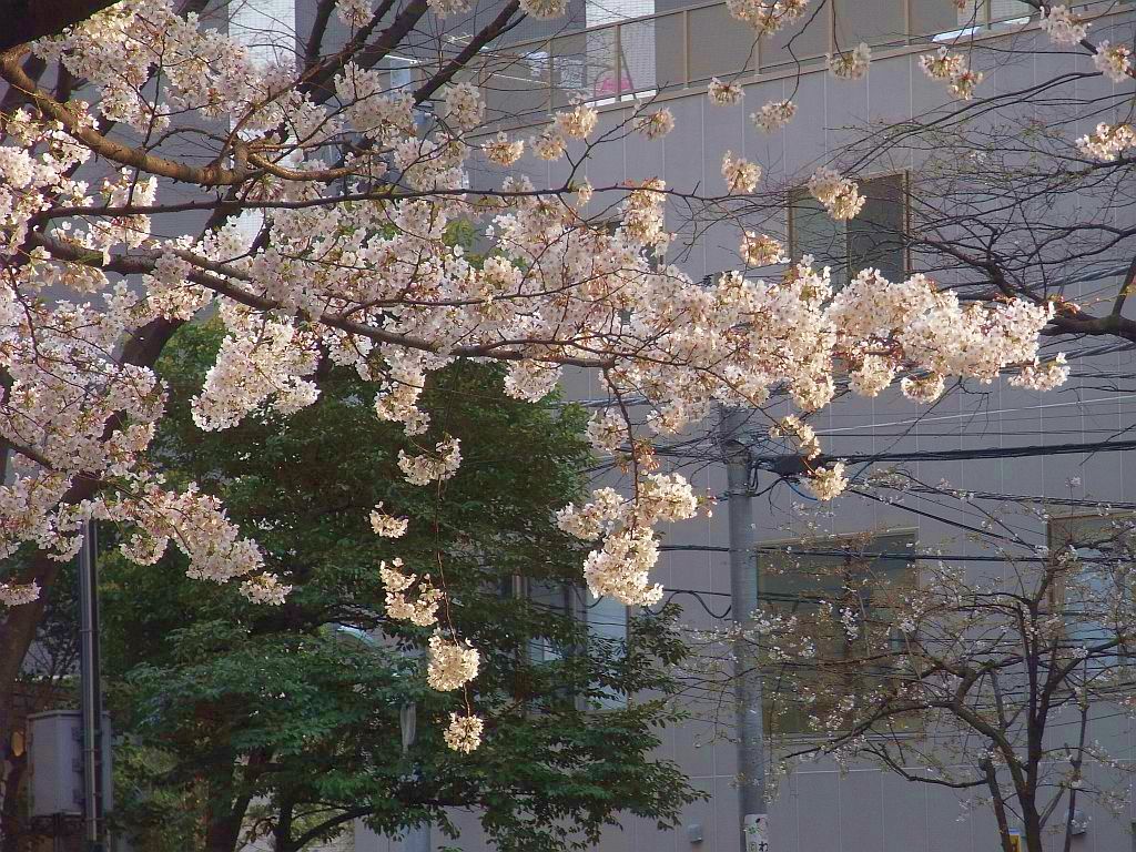 池袋の桜