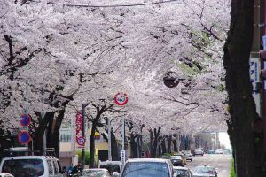 桜並木のバス通り