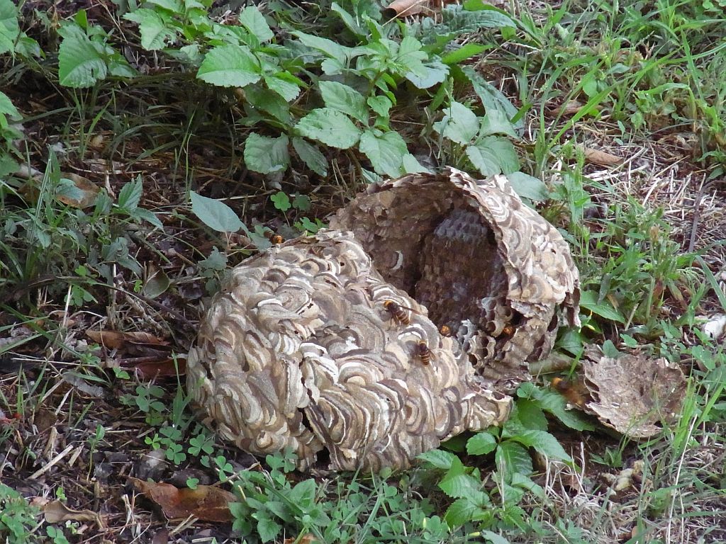 蜂の巣が落下