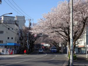 朝桜-1