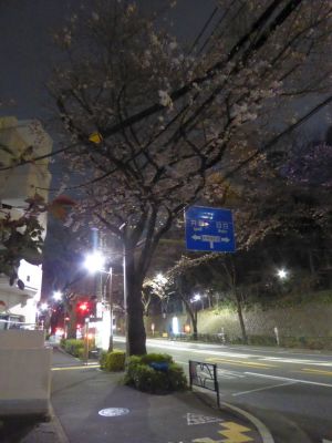 夜桜-1